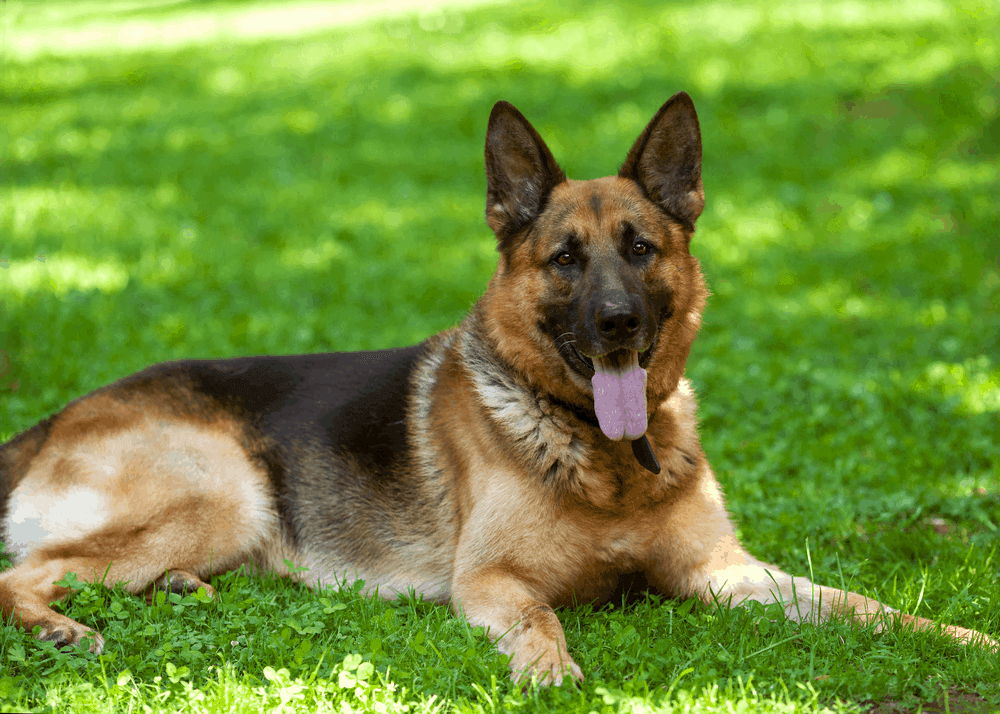 Perro 6