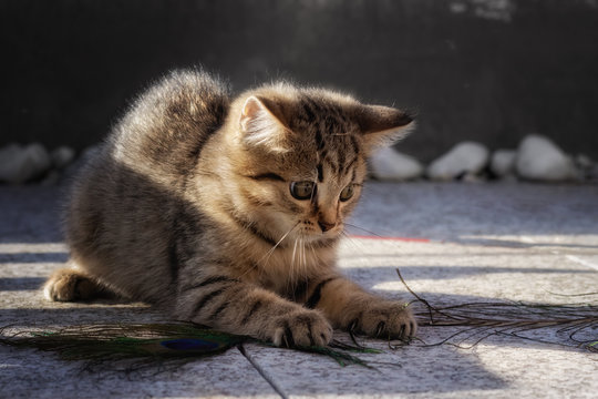 Gato 1