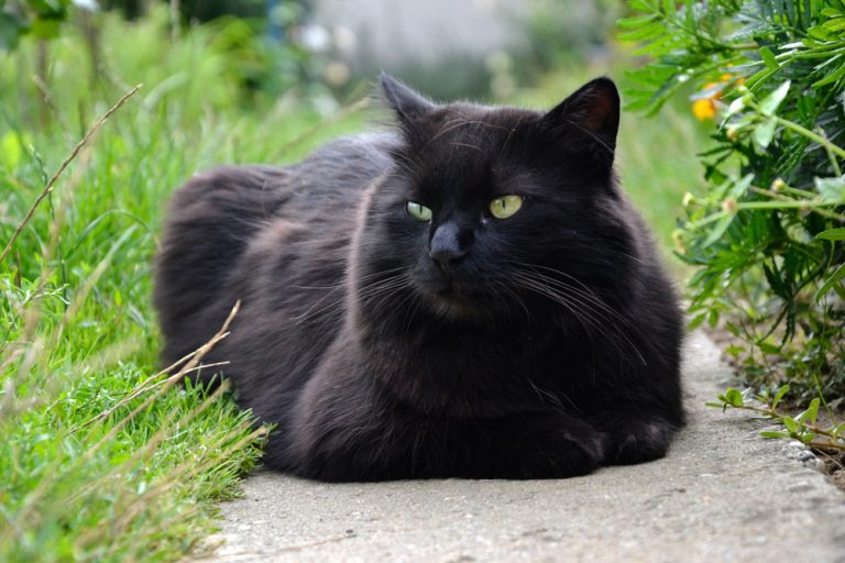 Gato 2