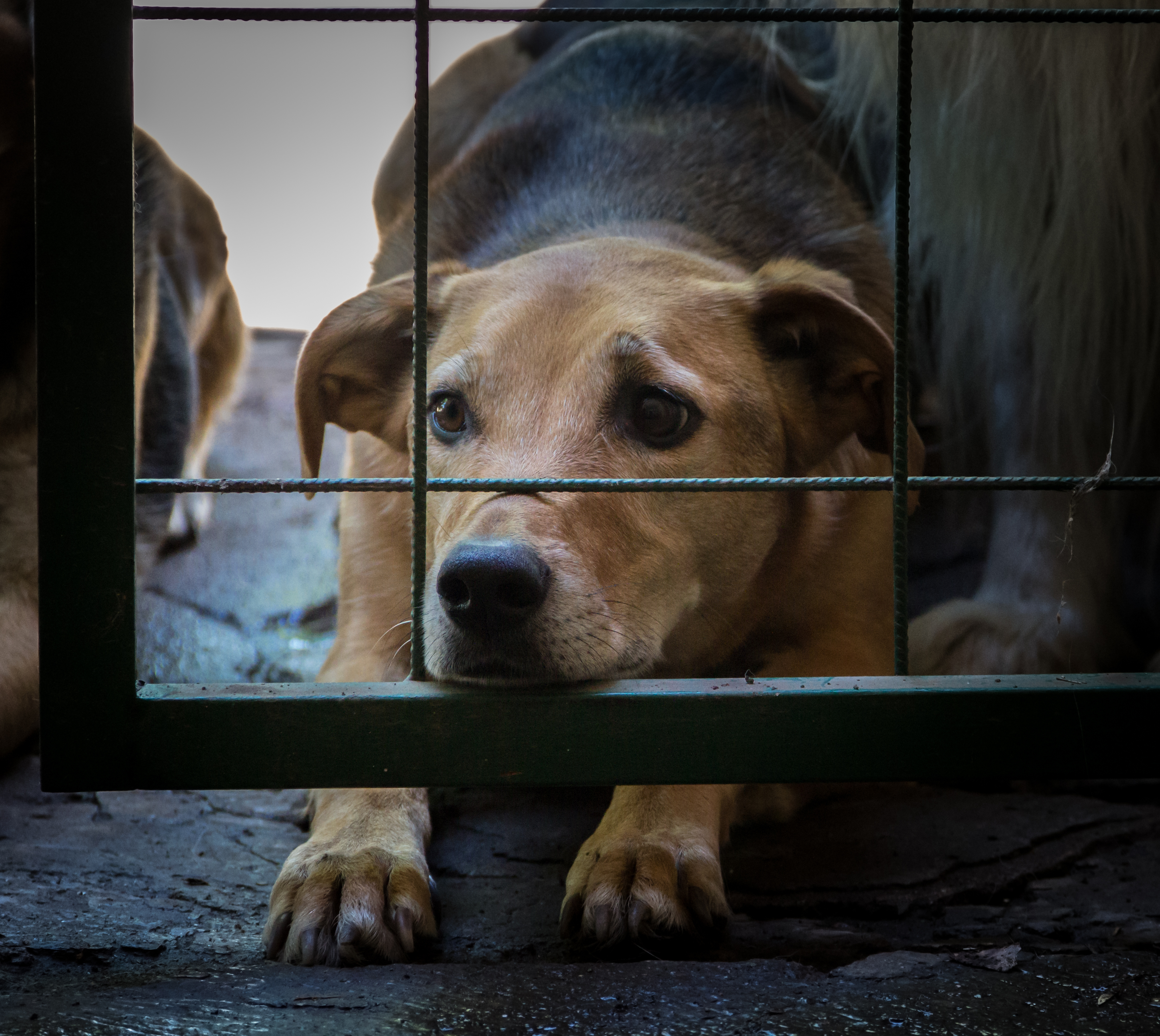 Voluntarios cuidando animales